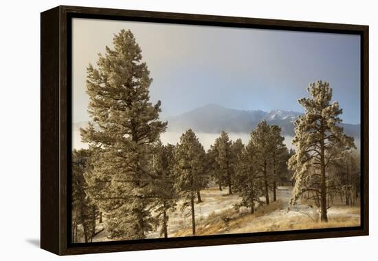 USA, Colorado, Pike National Forest. Frost on Ponderosa Pine Trees-Jaynes Gallery-Framed Premier Image Canvas