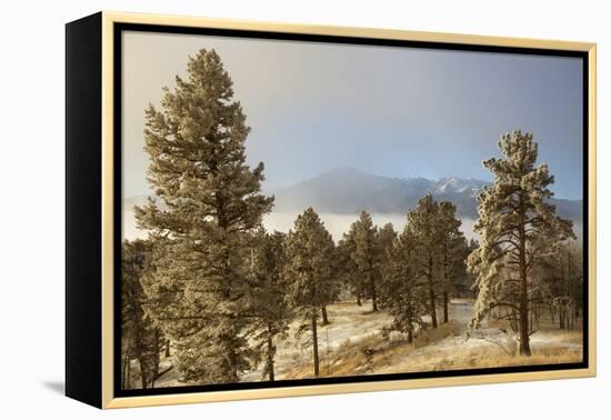 USA, Colorado, Pike National Forest. Frost on Ponderosa Pine Trees-Jaynes Gallery-Framed Premier Image Canvas