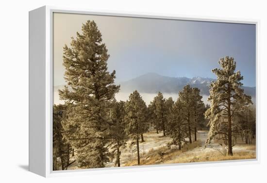 USA, Colorado, Pike National Forest. Frost on Ponderosa Pine Trees-Jaynes Gallery-Framed Premier Image Canvas