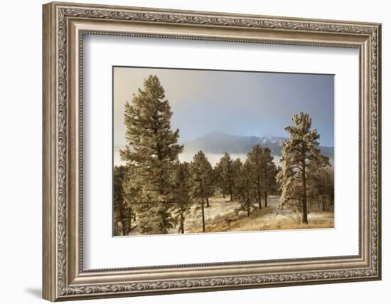 USA, Colorado, Pike National Forest. Frost on Ponderosa Pine Trees-Jaynes Gallery-Framed Photographic Print