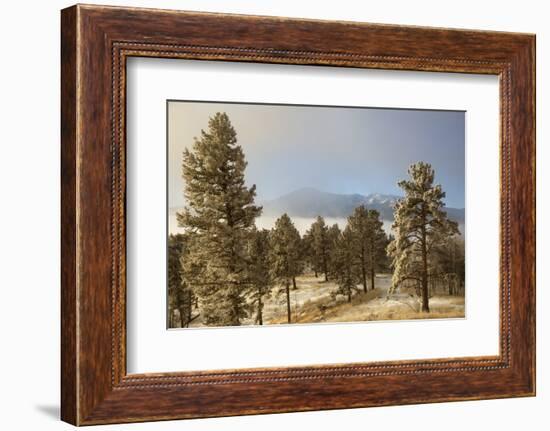 USA, Colorado, Pike National Forest. Frost on Ponderosa Pine Trees-Jaynes Gallery-Framed Photographic Print