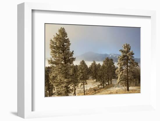 USA, Colorado, Pike National Forest. Frost on Ponderosa Pine Trees-Jaynes Gallery-Framed Photographic Print