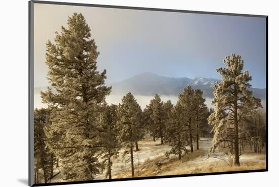 USA, Colorado, Pike National Forest. Frost on Ponderosa Pine Trees-Jaynes Gallery-Mounted Photographic Print