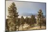 USA, Colorado, Pike National Forest. Frost on Ponderosa Pine Trees-Jaynes Gallery-Mounted Photographic Print