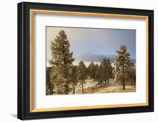 USA, Colorado, Pike National Forest. Frost on Ponderosa Pine Trees-Jaynes Gallery-Framed Photographic Print