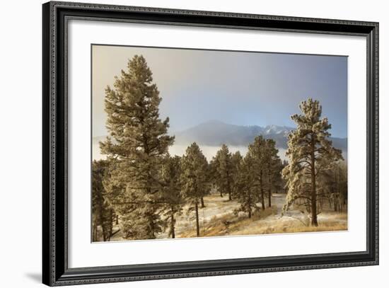 USA, Colorado, Pike National Forest. Frost on Ponderosa Pine Trees-Jaynes Gallery-Framed Photographic Print