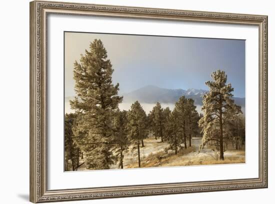 USA, Colorado, Pike National Forest. Frost on Ponderosa Pine Trees-Jaynes Gallery-Framed Photographic Print