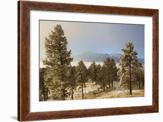 USA, Colorado, Pike National Forest. Frost on Ponderosa Pine Trees-Jaynes Gallery-Framed Photographic Print