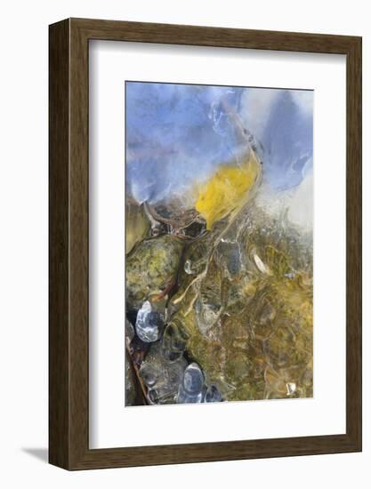 USA, Colorado, Pike National Forest. Frozen Aspen Leaf on Rock-Don Grall-Framed Photographic Print