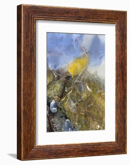 USA, Colorado, Pike National Forest. Frozen Aspen Leaf on Rock-Don Grall-Framed Photographic Print