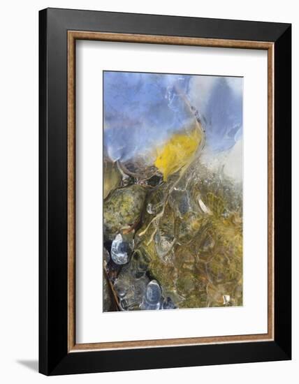 USA, Colorado, Pike National Forest. Frozen Aspen Leaf on Rock-Don Grall-Framed Photographic Print