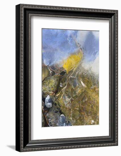 USA, Colorado, Pike National Forest. Frozen Aspen Leaf on Rock-Don Grall-Framed Photographic Print