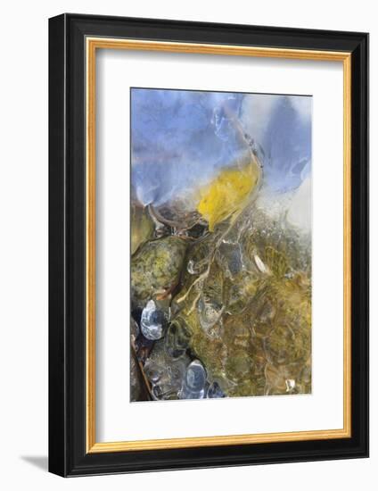 USA, Colorado, Pike National Forest. Frozen Aspen Leaf on Rock-Don Grall-Framed Photographic Print