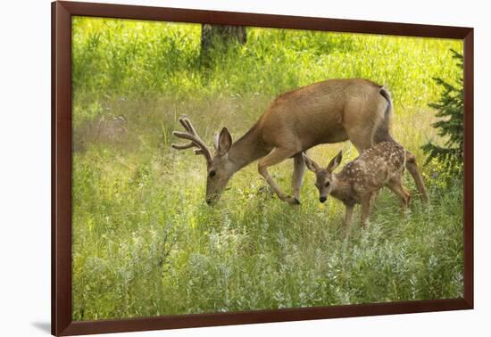 USA, Colorado, Pike National Forest. Mule deer young buck and fawn.-Jaynes Gallery-Framed Photographic Print