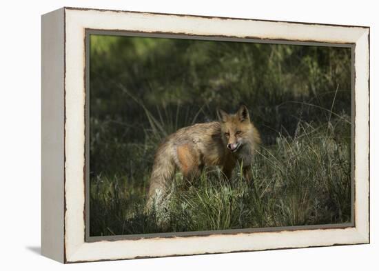 USA, Colorado, Pike National Forest. Red Fox in Meadow-Jaynes Gallery-Framed Premier Image Canvas