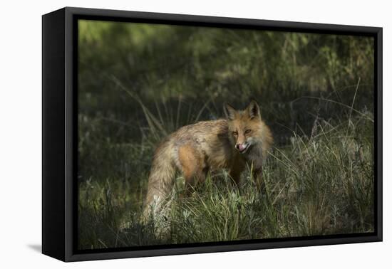 USA, Colorado, Pike National Forest. Red Fox in Meadow-Jaynes Gallery-Framed Premier Image Canvas