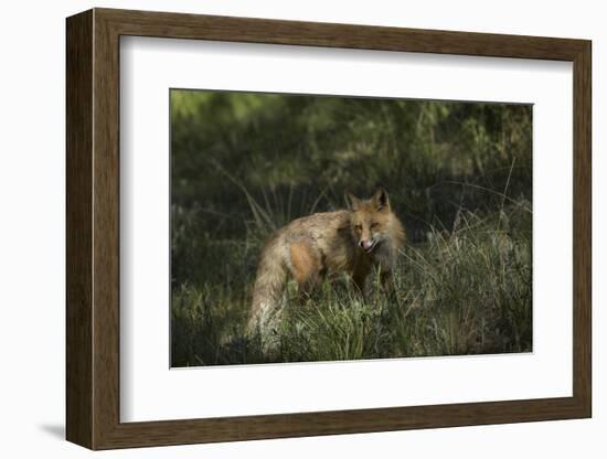 USA, Colorado, Pike National Forest. Red Fox in Meadow-Jaynes Gallery-Framed Photographic Print