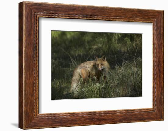 USA, Colorado, Pike National Forest. Red Fox in Meadow-Jaynes Gallery-Framed Photographic Print