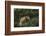 USA, Colorado, Pike National Forest. Red Fox in Meadow-Jaynes Gallery-Framed Photographic Print