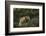 USA, Colorado, Pike National Forest. Red Fox in Meadow-Jaynes Gallery-Framed Photographic Print