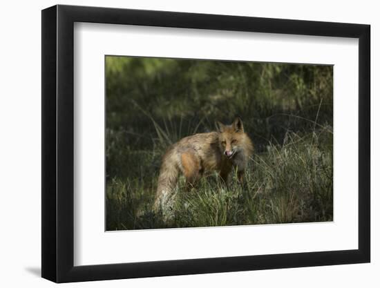 USA, Colorado, Pike National Forest. Red Fox in Meadow-Jaynes Gallery-Framed Photographic Print