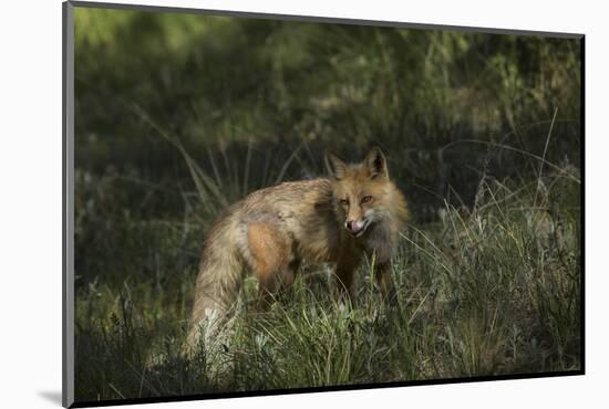 USA, Colorado, Pike National Forest. Red Fox in Meadow-Jaynes Gallery-Mounted Photographic Print