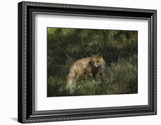 USA, Colorado, Pike National Forest. Red Fox in Meadow-Jaynes Gallery-Framed Photographic Print