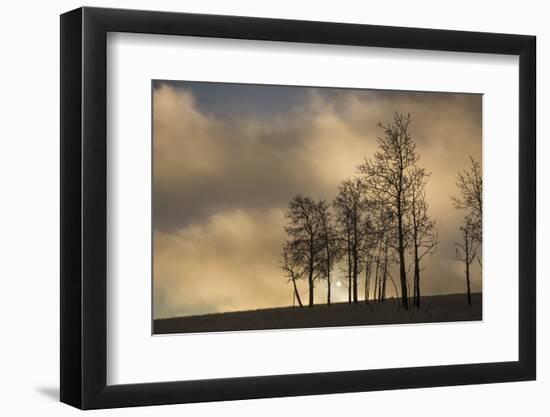 USA, Colorado, Pike National Forest. Sunrise on Clouds and Aspen Trees-Jaynes Gallery-Framed Photographic Print