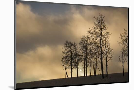USA, Colorado, Pike National Forest. Sunrise on Clouds and Aspen Trees-Jaynes Gallery-Mounted Photographic Print