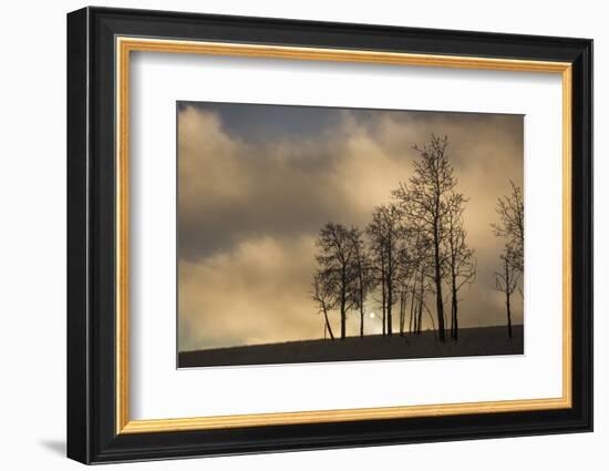 USA, Colorado, Pike National Forest. Sunrise on Clouds and Aspen Trees-Jaynes Gallery-Framed Photographic Print