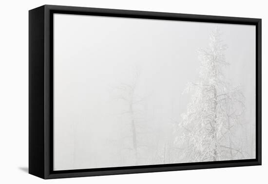 USA, Colorado, Pike National Forest. Trees with Hoarfrost in Fog-Jaynes Gallery-Framed Premier Image Canvas