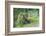 USA, Colorado, Rocky Mountain National Park. Bull Elk Grazing-Cathy & Gordon Illg-Framed Photographic Print