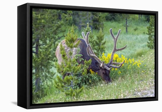 USA, Colorado, Rocky Mountain National Park. Bull Elk Grazing-Cathy & Gordon Illg-Framed Premier Image Canvas