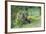 USA, Colorado, Rocky Mountain National Park. Bull Elk Grazing-Cathy & Gordon Illg-Framed Photographic Print