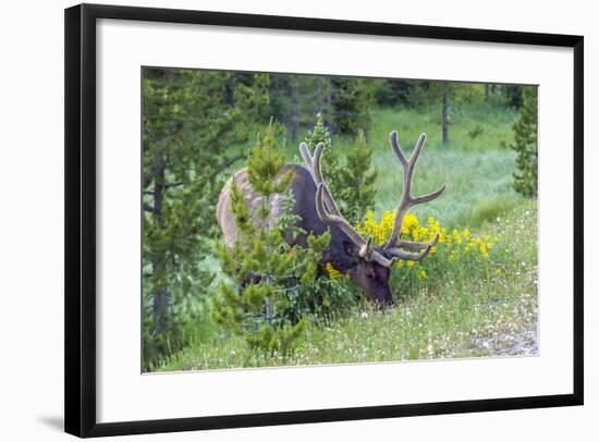 USA, Colorado, Rocky Mountain National Park. Bull Elk Grazing-Cathy & Gordon Illg-Framed Photographic Print