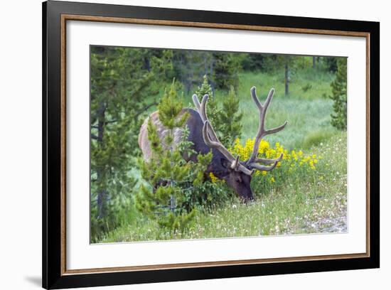 USA, Colorado, Rocky Mountain National Park. Bull Elk Grazing-Cathy & Gordon Illg-Framed Photographic Print