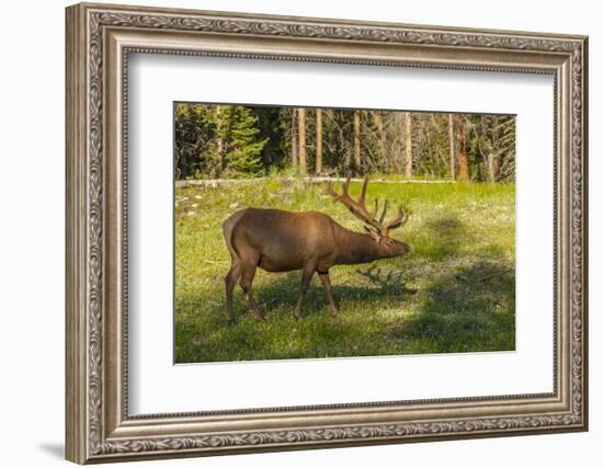 USA, Colorado, Rocky Mountain National Park. Bull Elk in Field-Cathy & Gordon Illg-Framed Photographic Print