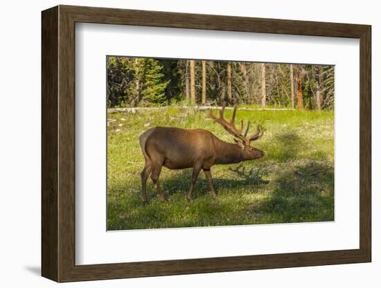 USA, Colorado, Rocky Mountain National Park. Bull Elk in Field-Cathy & Gordon Illg-Framed Photographic Print