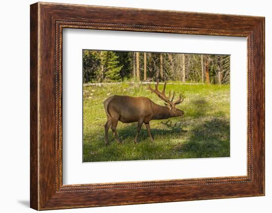 USA, Colorado, Rocky Mountain National Park. Bull Elk in Field-Cathy & Gordon Illg-Framed Photographic Print