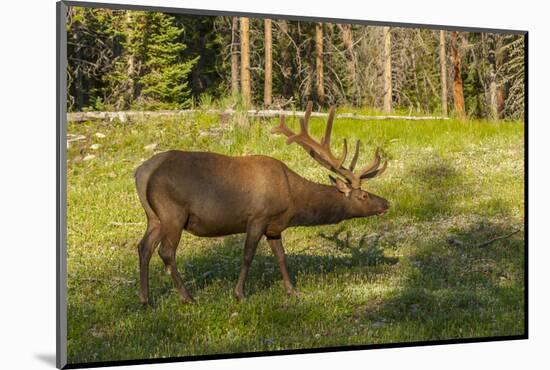 USA, Colorado, Rocky Mountain National Park. Bull Elk in Field-Cathy & Gordon Illg-Mounted Photographic Print