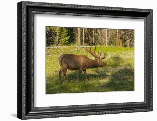 USA, Colorado, Rocky Mountain National Park. Bull Elk in Field-Cathy & Gordon Illg-Framed Photographic Print