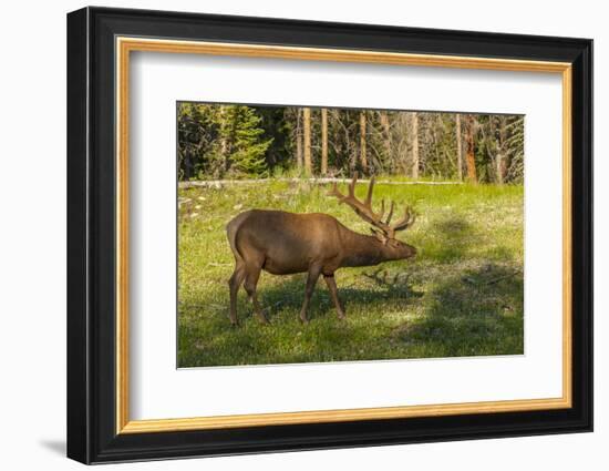 USA, Colorado, Rocky Mountain National Park. Bull Elk in Field-Cathy & Gordon Illg-Framed Photographic Print