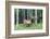 USA, Colorado, Rocky Mountain National Park. Bull Elk in Forest-Cathy & Gordon Illg-Framed Photographic Print