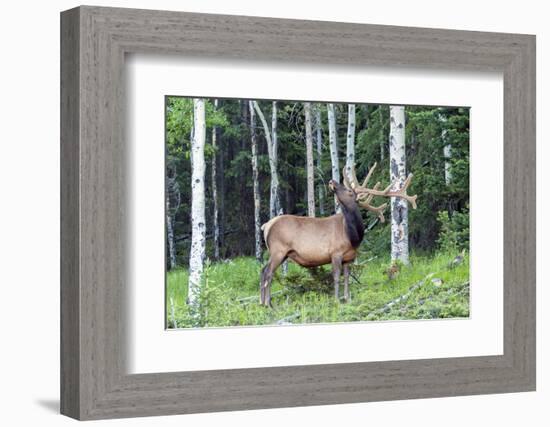 USA, Colorado, Rocky Mountain National Park. Bull Elk in Forest-Cathy & Gordon Illg-Framed Photographic Print