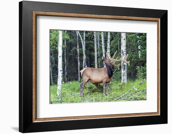 USA, Colorado, Rocky Mountain National Park. Bull Elk in Forest-Cathy & Gordon Illg-Framed Photographic Print