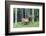 USA, Colorado, Rocky Mountain National Park. Bull Elk in Forest-Cathy & Gordon Illg-Framed Photographic Print