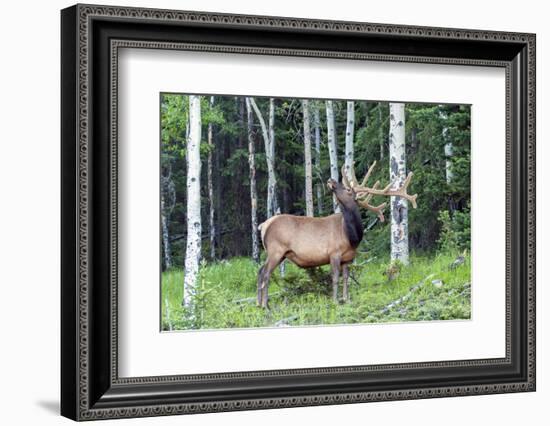 USA, Colorado, Rocky Mountain National Park. Bull Elk in Forest-Cathy & Gordon Illg-Framed Photographic Print