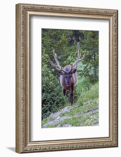 USA, Colorado, Rocky Mountain National Park. Bull Elk in Forest-Cathy & Gordon Illg-Framed Photographic Print