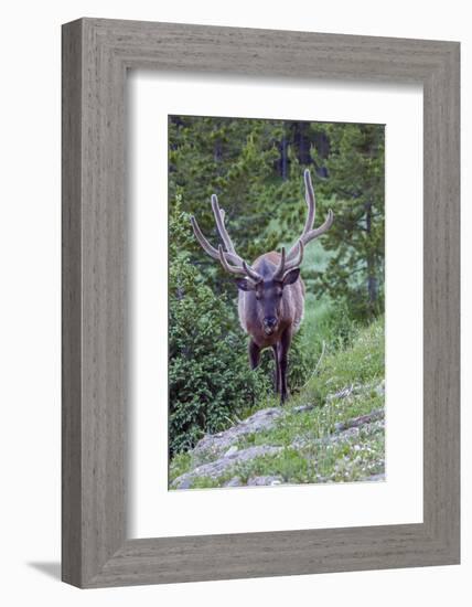 USA, Colorado, Rocky Mountain National Park. Bull Elk in Forest-Cathy & Gordon Illg-Framed Photographic Print