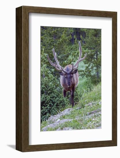 USA, Colorado, Rocky Mountain National Park. Bull Elk in Forest-Cathy & Gordon Illg-Framed Photographic Print